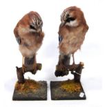 Taxidermy pair of jays standing on branches, 31cm high.