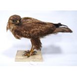 Taxidermy buzzard, 28cm high.