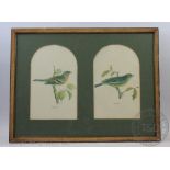 A collection of twenty ornithological prints, various bird species, largest 44.5cm x 31.