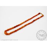 A butterscotch amber bead necklace, the forty one graduated beads strung to a screw clasp,