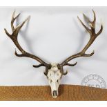 A taxidermy bleached stags skull with fifteen point antlers,