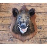 A large taxidermy boars mask, mounted on a oak shield shaped back plate,