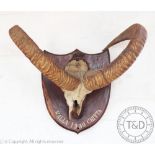 A bleached skull issuing horns, on hardwood back plate titled 'Kalla (sic) 1930 Chitta',