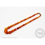 A butterscotch amber bead necklace, the thirty seven graduated oval beads with attached screw clasp,