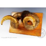 A pair of mounted Rams horns,