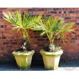 A pair of terracotta garden planters, of octagonal form, plated with parlour palms,