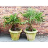 A pair of terracotta garden planters, of octagonal form, plated with parlour palms,