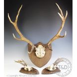 A pair of five point antlers, mounted on an oak shield shaped back, 78cm high,