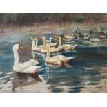 Alix Jennings, Oil on board, Swans and ducks, Signed, 42.