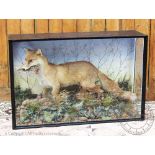 An early 20th century Taxidermy display case of a fox,