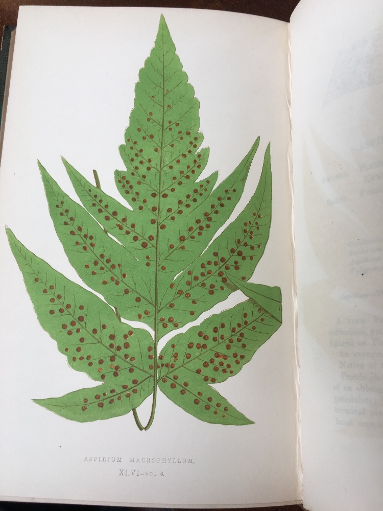 LOWE (E), FERNS BRITISH AND EXOTIC, eight vols, with 479 colour plates, a-e-g, - Image 16 of 25