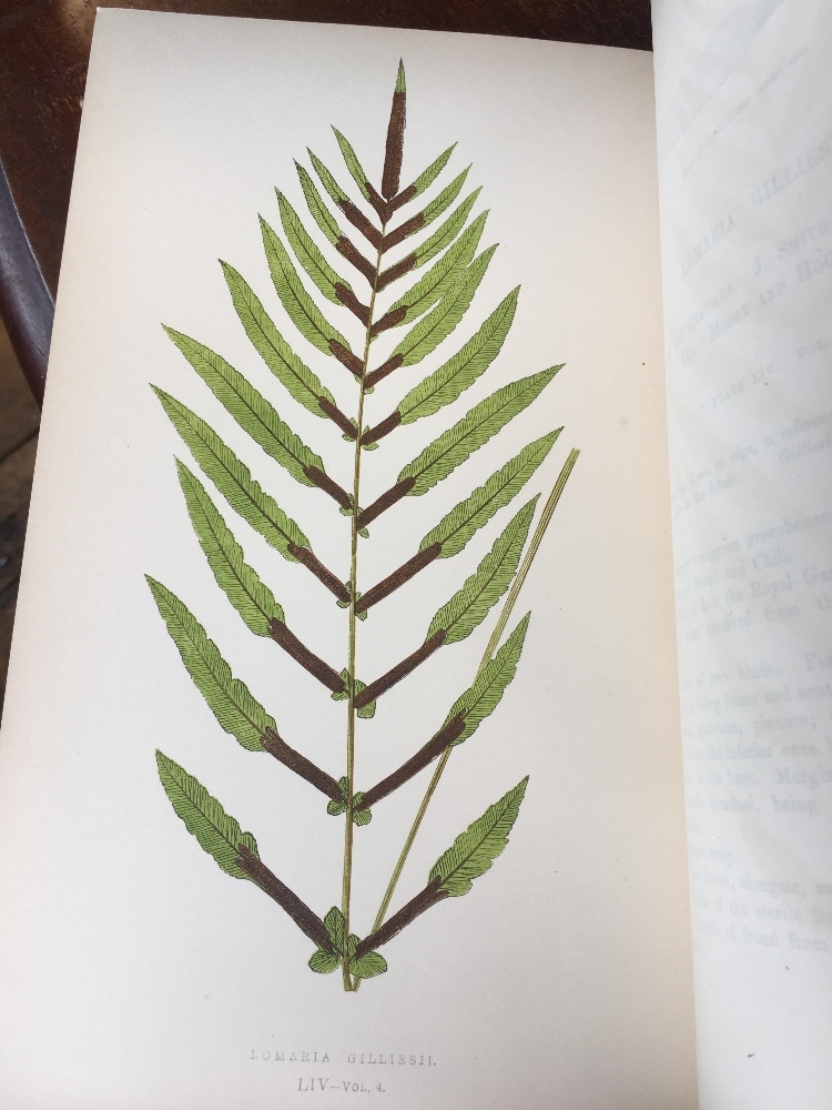 LOWE (E), FERNS BRITISH AND EXOTIC, eight vols, with 479 colour plates, a-e-g, - Image 25 of 25