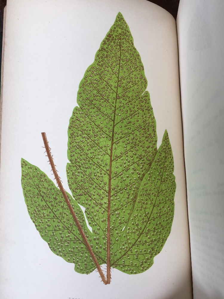 LOWE (E), FERNS BRITISH AND EXOTIC, eight vols, with 479 colour plates, a-e-g, - Image 23 of 25