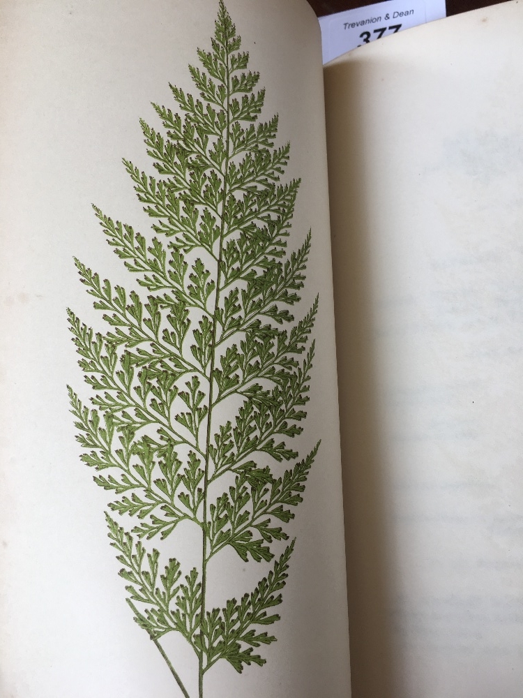 LOWE (E), FERNS BRITISH AND EXOTIC, eight vols, with 479 colour plates, a-e-g, - Image 11 of 25