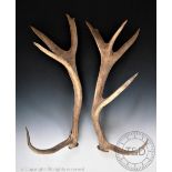 A pair of five point antlers, 81cm long, a pair of four point antlers,