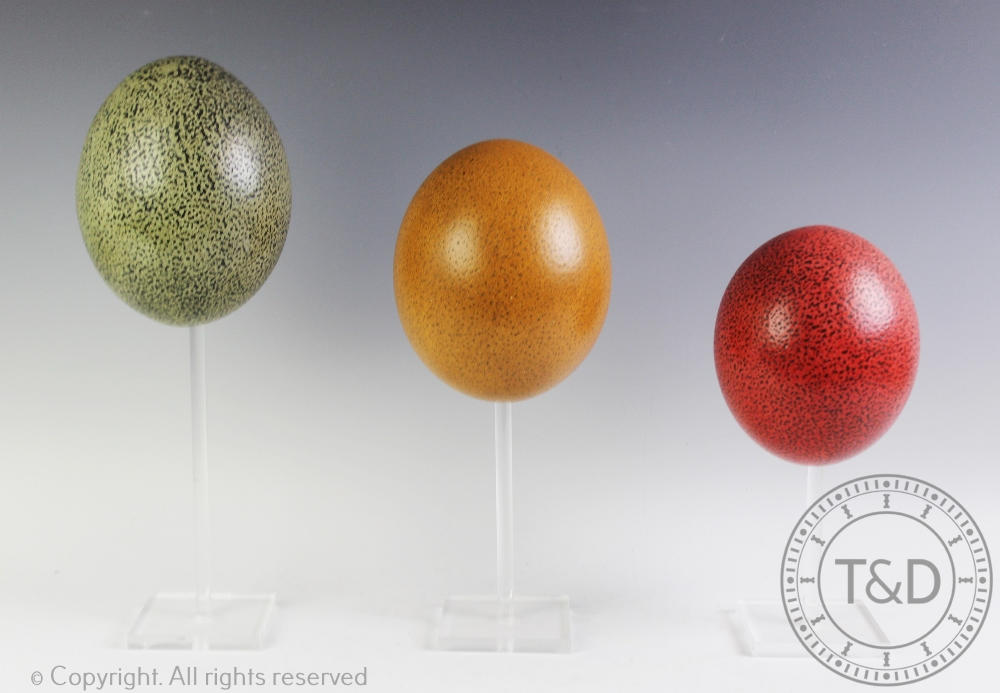 Three coloured ostrich eggs, on perspex stands,