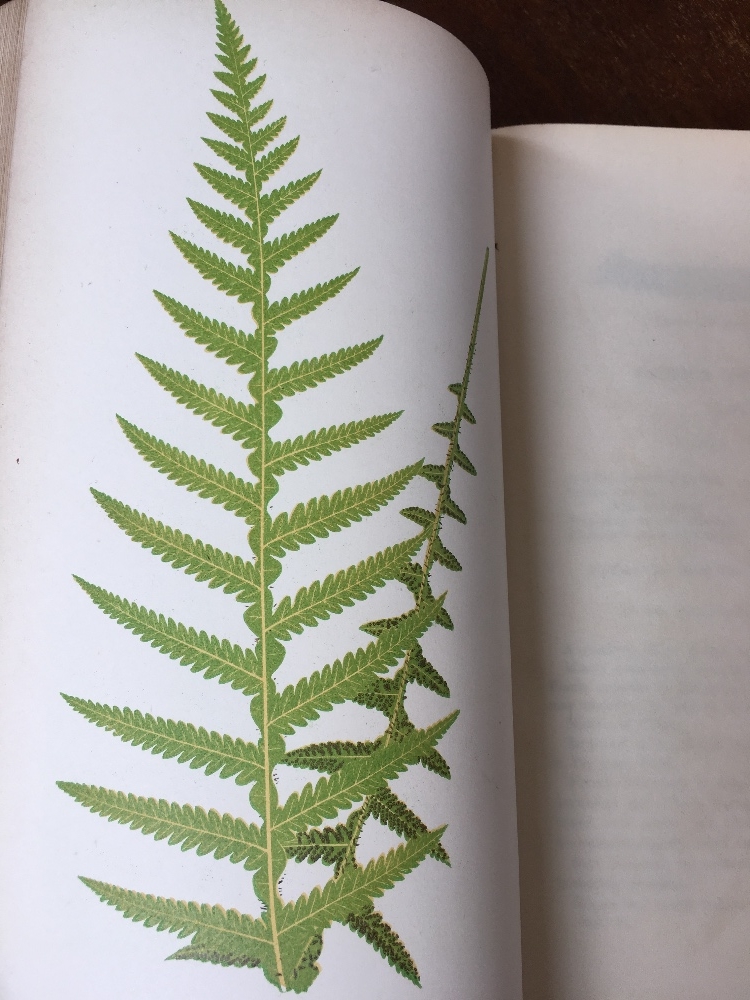 LOWE (E), FERNS BRITISH AND EXOTIC, eight vols, with 479 colour plates, a-e-g, - Image 14 of 25