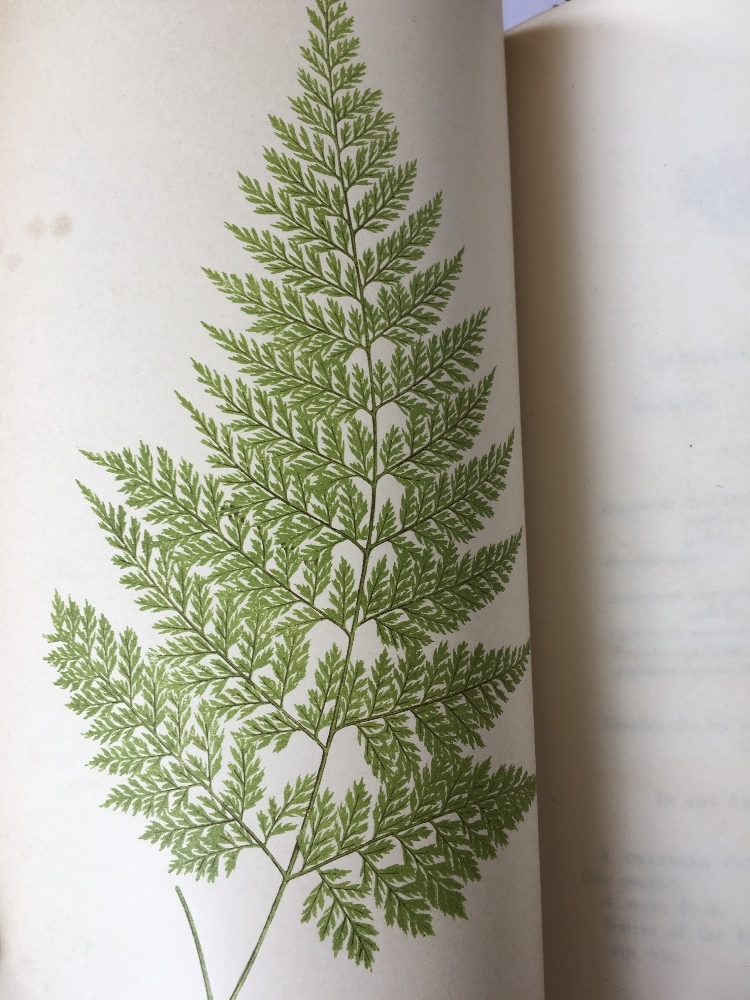 LOWE (E), FERNS BRITISH AND EXOTIC, eight vols, with 479 colour plates, a-e-g, - Image 12 of 25