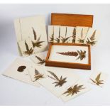 A collection of twenty-six pressed botanical leaf specimens depicting various species of ferns