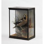 A cased taxidermy Hawfinch, on naturalistic log