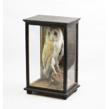 A cased taxidermy Barn Owl, on naturalistic log mount