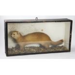 A cased taxidermy Pole Cat or Polecat hybrid,