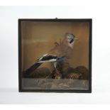 A cased taxidermy Jay, on naturalistic log mount with paper background,