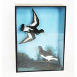A cased taxidermy group of two Oyster Catchers,
