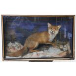An early 20th century taxidermy stuffed fox,