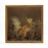 A cased taxidermy Red Squirrel, modelled holding a nut,