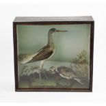A cased taxidermy group of a Turnstone and a Godwit, mounted together on naturalistic ground