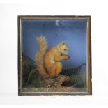 A cased taxidermy Red Squirrel, modelled holding a nut,