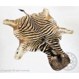 A taxidermy zebra skin, flat head with ears and mane, 290cm nose to tail (at fault)