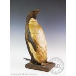 A taxidermy female adelie penguin, circa 1900, mounted on a naturalistic sandy ground, 52.5cm high