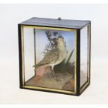 A taxidermy golden plover, modelled in a standing position upon a simulated sandy base with dried