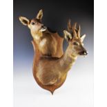 Taxidermy roe deer stag and doe mask, mounted on an oak shield shaped plinth, 67cm long