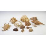 A selection of 19th century and later sea shells, of different patterns and sizes, to include a lace