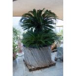 PIANTA Cycas. Misure: h cm 220