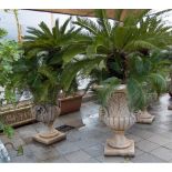 COPPIA VASI portapiante in graniglia decorati con teste di ariete contenente Cycas. Sicilia XX