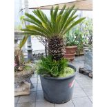 PIANTA Cycas. Misure: h cm 150