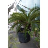 PIANTA Cycas.