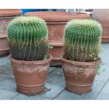 COPPIA CACTUS con porta piante in terracotta. Misure: h cm 65