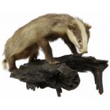 Opgezette das.Staand op een boomstronk. 70 x 40 x 45 cm.Stuffed badgerStanding on a tree stump. 70 x