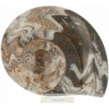 Ammoniet.11 x 14 cm.Ammonite.11 x 14 cm.