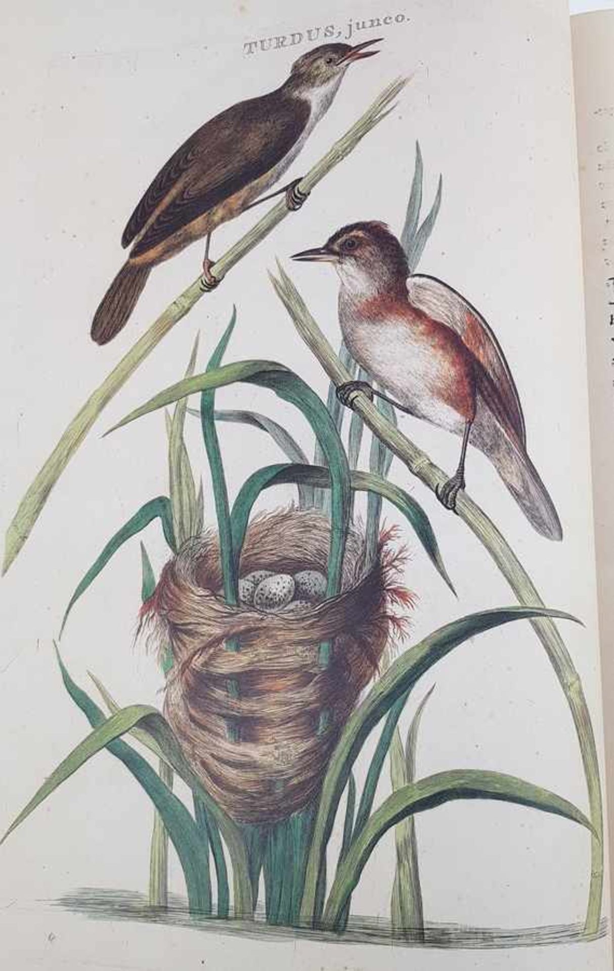 (Boeken) (Ornithologie) Cornelius Nozemann; Christiaan Sepp - Nederlandsche Vogelen (Luxe - Bild 5 aus 5