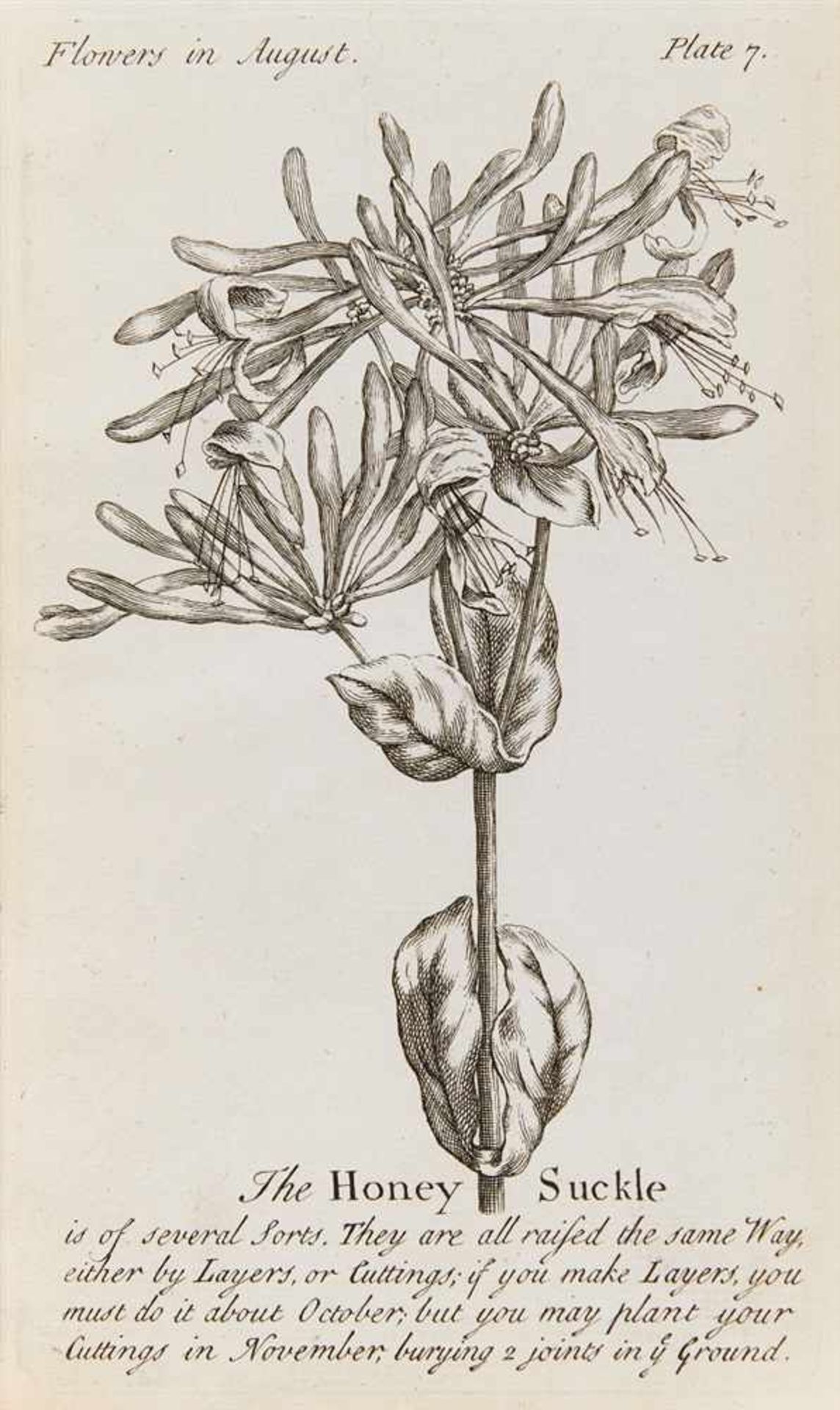 Duke, J.: The compleat florist. London: J. Robinson 1747. 22 x 13,5 cm. Mit gest. Front, Kupfertitel