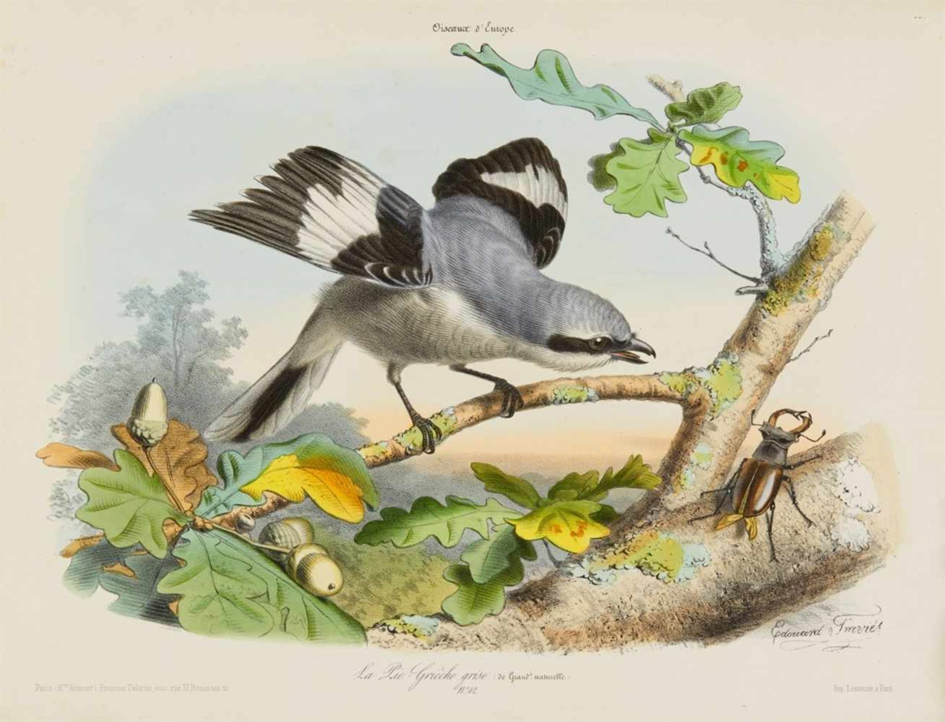 Traviès, Edouard: [Collection pittoresque des plus jolies oiseaux des quatre-parties du monde.