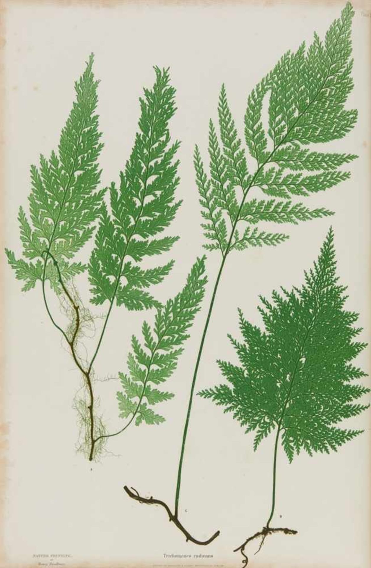 Moore, Thomas: The Ferns of Great Britain and Ireland. Edited by John Lindley. Nature-printed by - Bild 2 aus 2