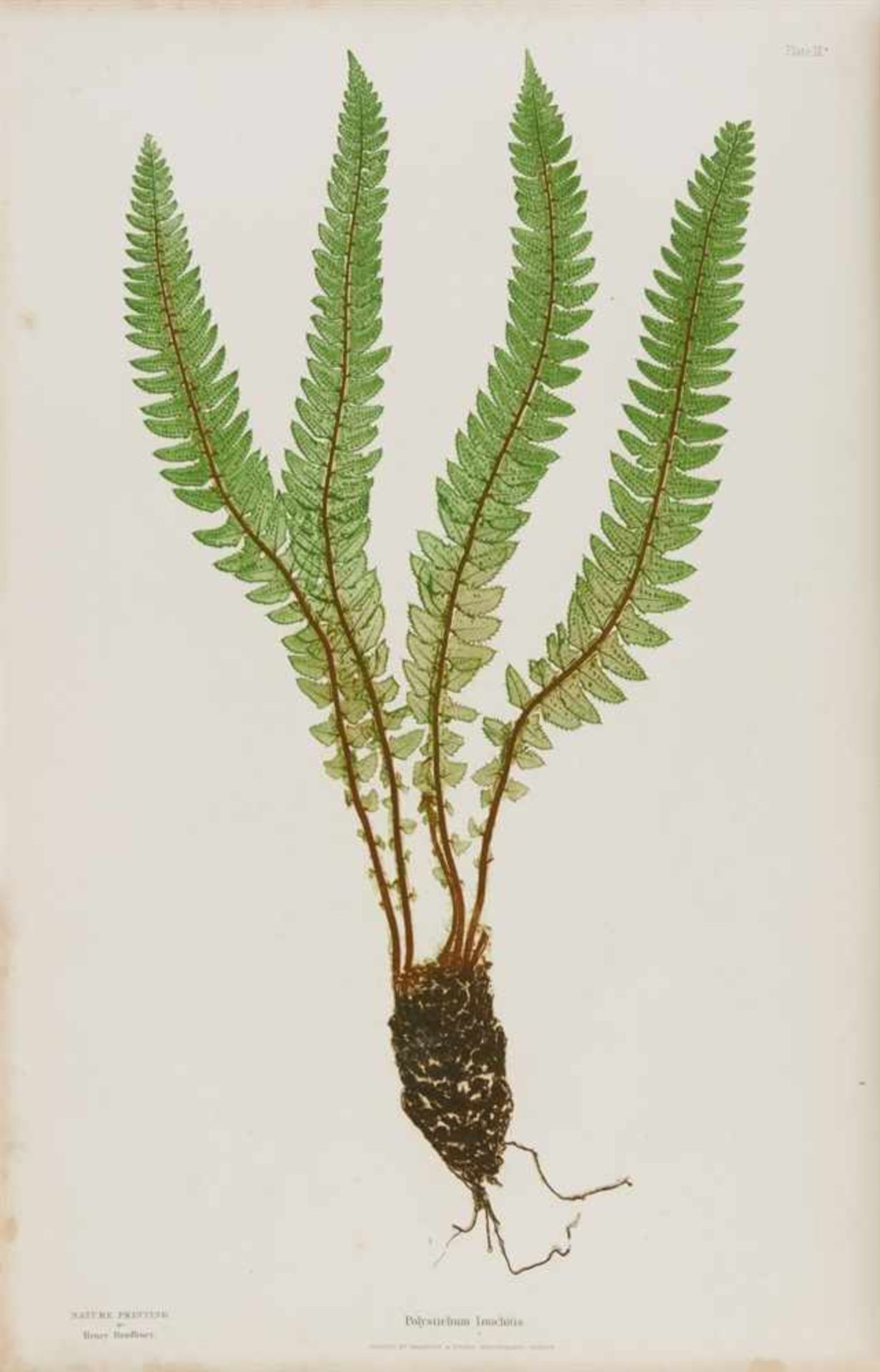 Moore, Thomas: The Ferns of Great Britain and Ireland. Edited by John Lindley. Nature-printed by