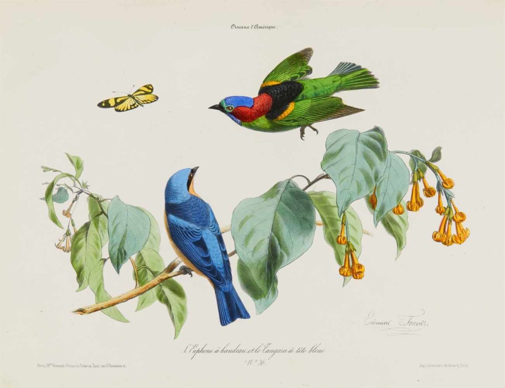 Traviès, Edouard: [Collection pittoresque des plus jolies oiseaux des quatre-parties du monde. - Bild 2 aus 2